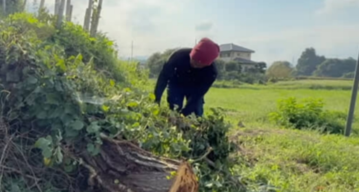 枯れた栗の木を伐採し、丸太を切ってみると……　驚きの中身に「ぞ～っとする」「すごいですね！」と反響（1/3） | ライフスタイル ねとらぼ
