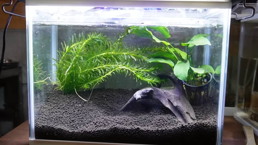 娘のための金魚水槽→パパが放置して“コケだらけ”…… 川の生物を投入