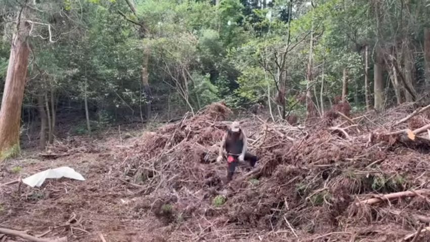 伐採後の枝や切り株を処分する投稿者