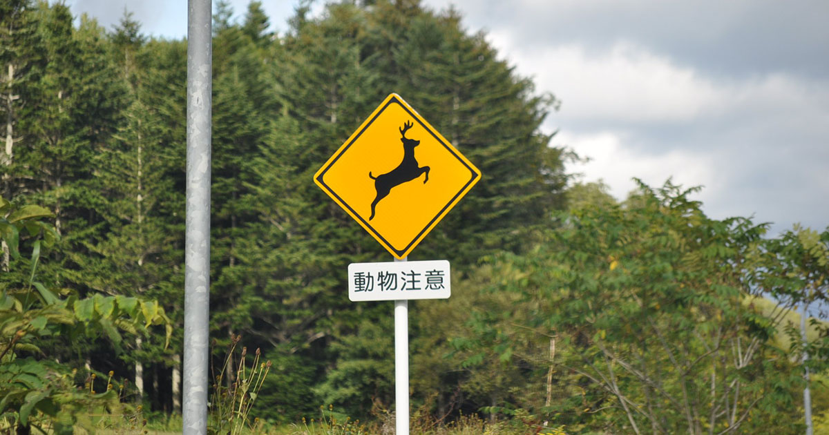 もし道路で「クマ」が出たら……命守る「動物標識」 有識者が語る“魅力