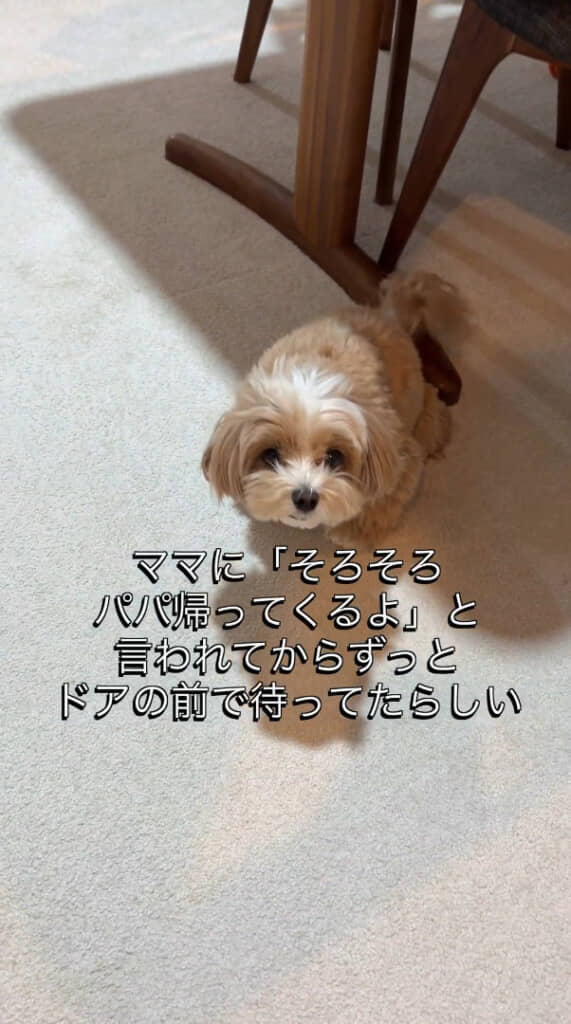 意外にもじっと見つめるだけで動かないちゃちゃまるちゃん
