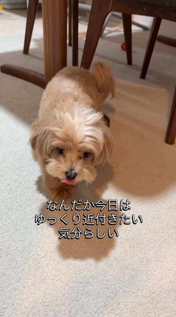 「遅いよぉ～」とちょっぴり文句を言うように近づく様子が