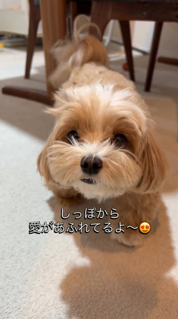 元気に左右に揺れる尻尾