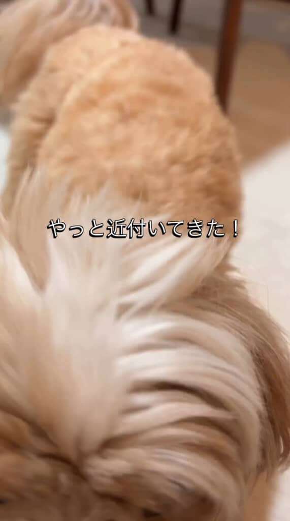 「パパおかえり！」