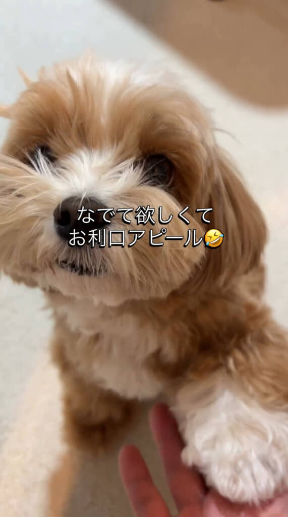 分かりやすい“なでられ待ち”がかわいい