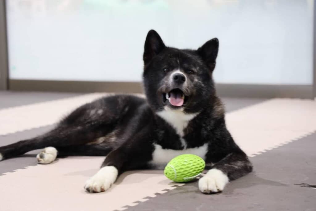 表情豊かなお殿水くん