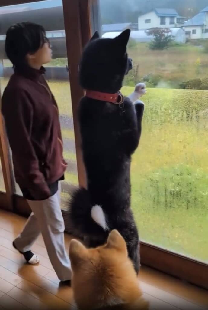 成人女性と身長がほぼ一緒！