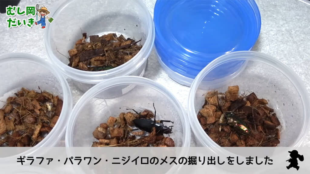 外国産クワガタの掘り出しをしていたら……