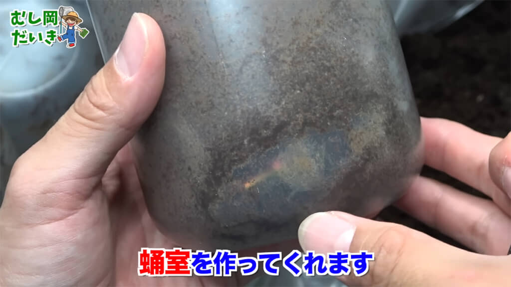 通常はボトルの外から蛹室が見えますが