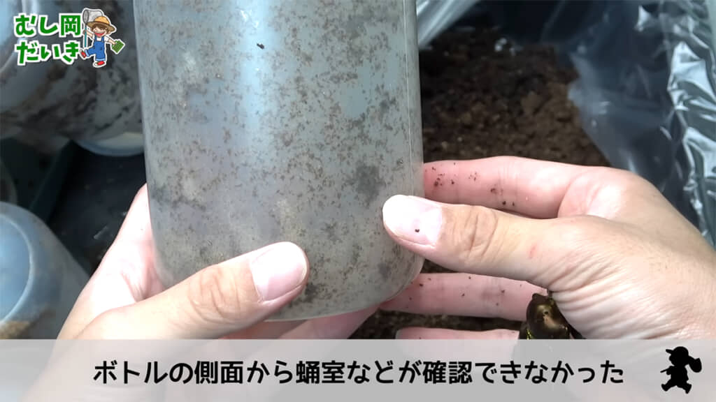 今回は蛹室が確認できなかったそうです