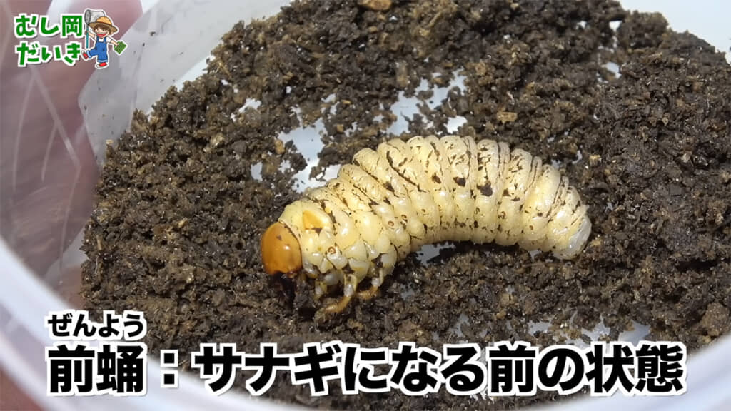 幼虫ではなく「前蛹」という状態でした