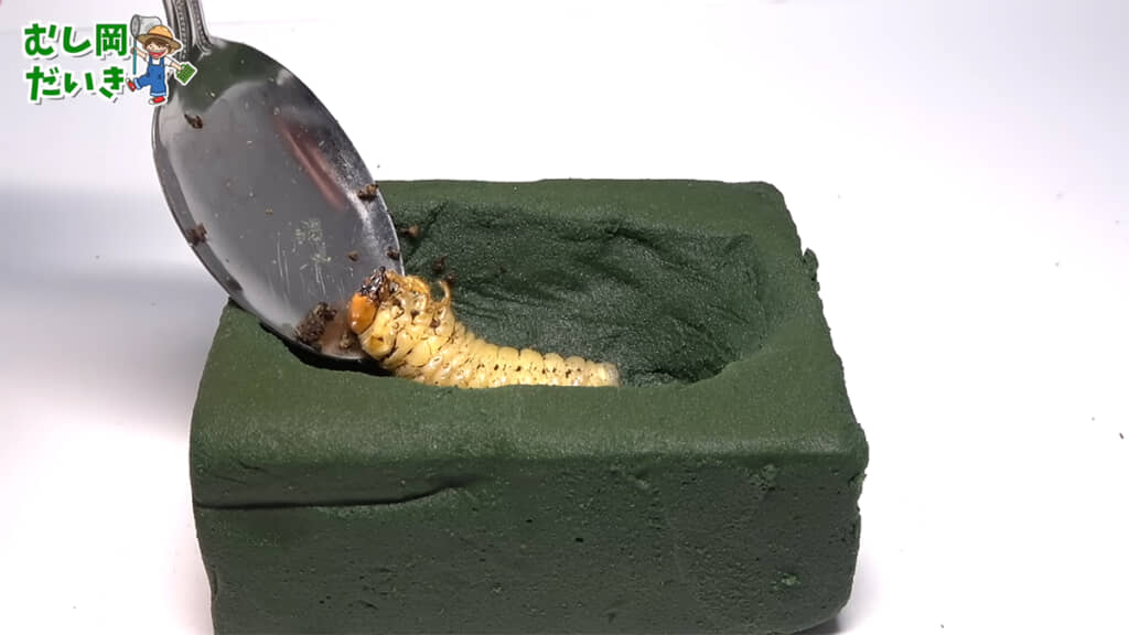 たっぷりと水分を含ませた人工蛹室に、前蛹を入れておきます