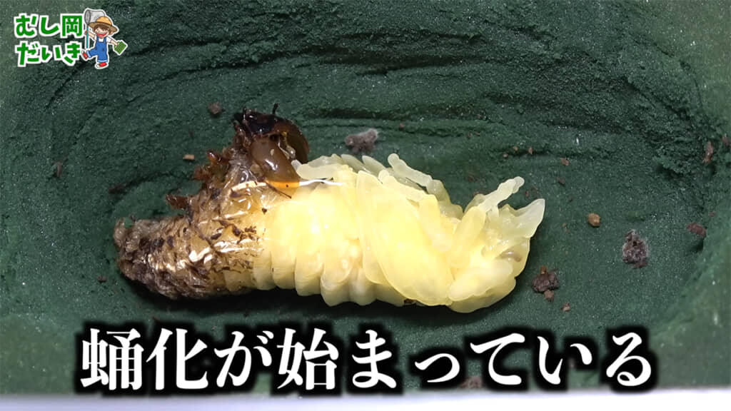 化が始まっていました