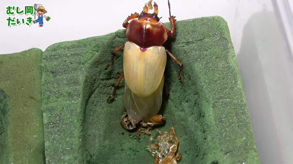 羽化したてのニジイロクワガタ、神秘的です