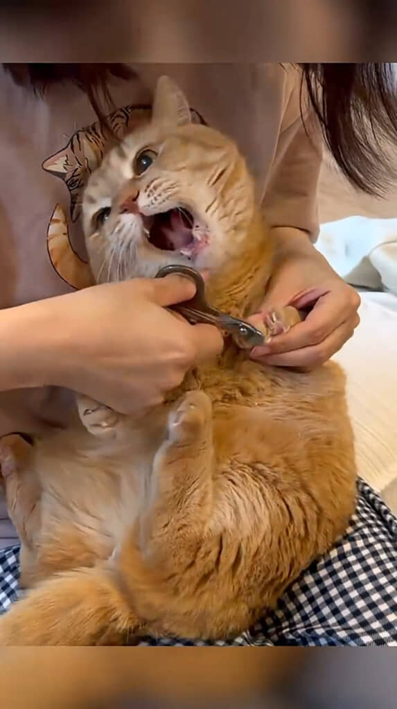 爪切りが大嫌いなプリンくん