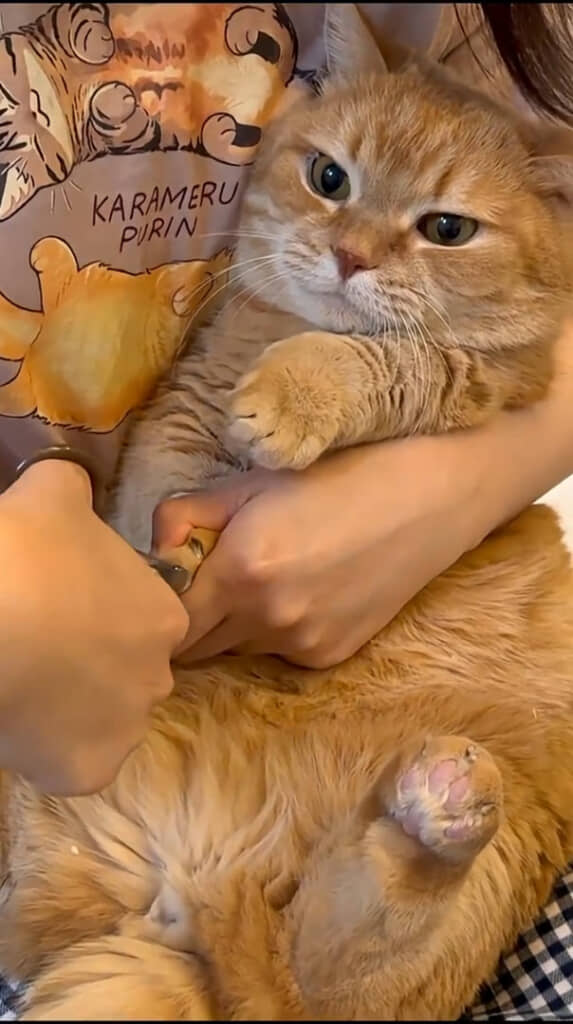 大人しく爪切りをさせてくれるように。無我の境地だ……！