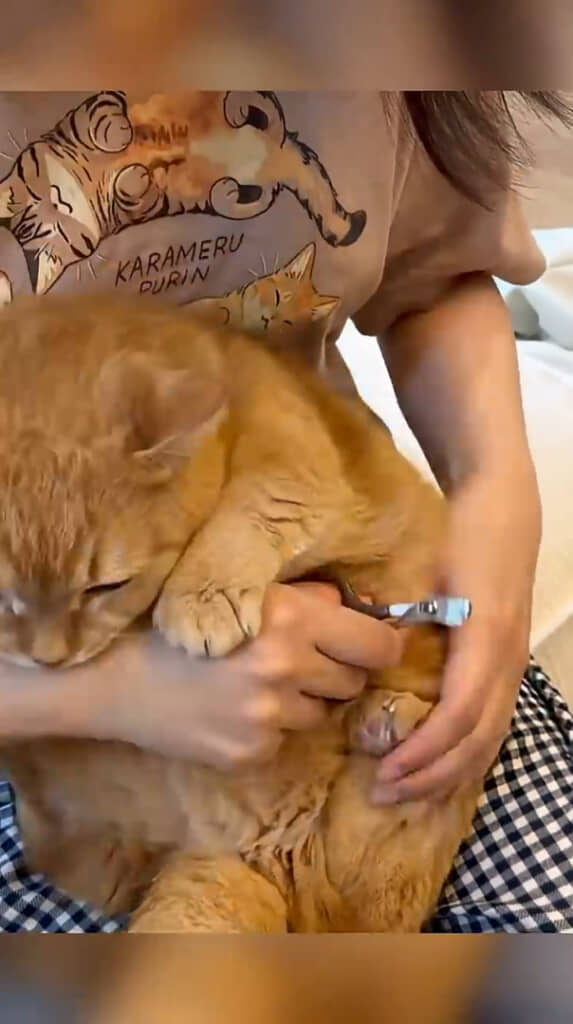 また逃げ出そうとしますが……