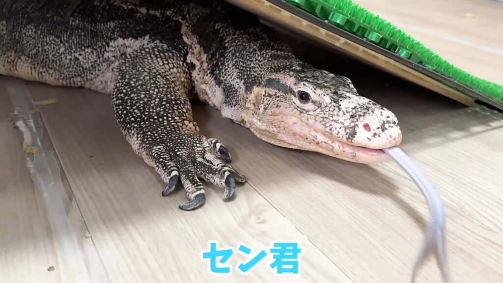 オオトカゲのセンくんが隠れてた