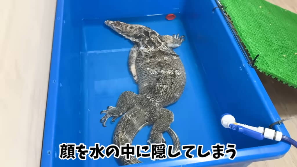 隠れようとして顔を水につけてしまうセンくん