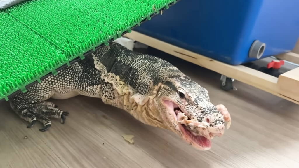 まず鶏ガラを食べさせて“ごはんモード”にする