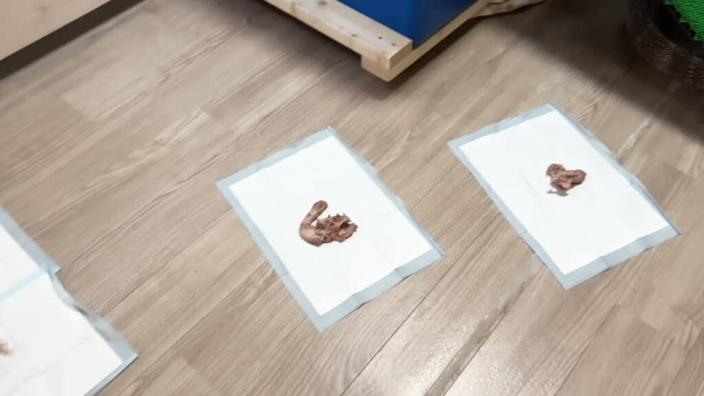 エサを転々と置いてみても動かず……