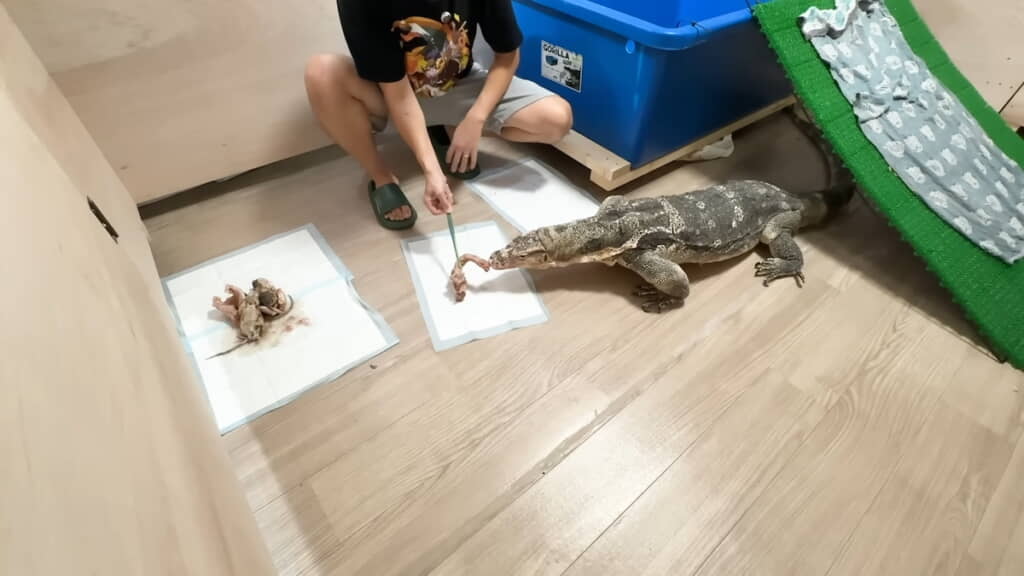 点々と置いたエサへ順に誘導していく