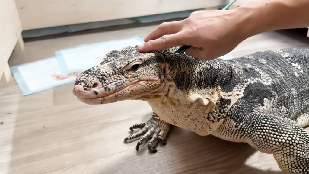 頑張ったセンくんをなでなで