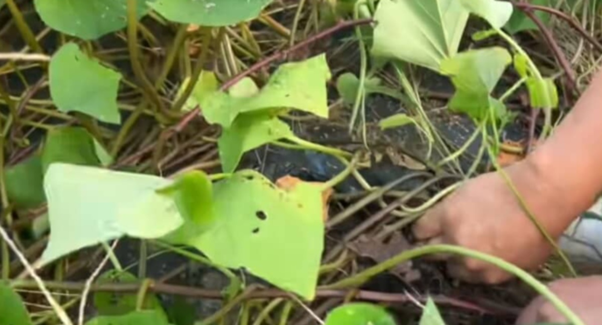 お世話をサボって放置していたサツマイモ畑→見に行ってみると……「こんな風になるんだ」　驚きの光景に反響（1/3） | ライフスタイル ねとらぼ