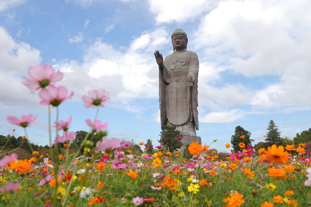 コスモスが見頃だった牛久大仏