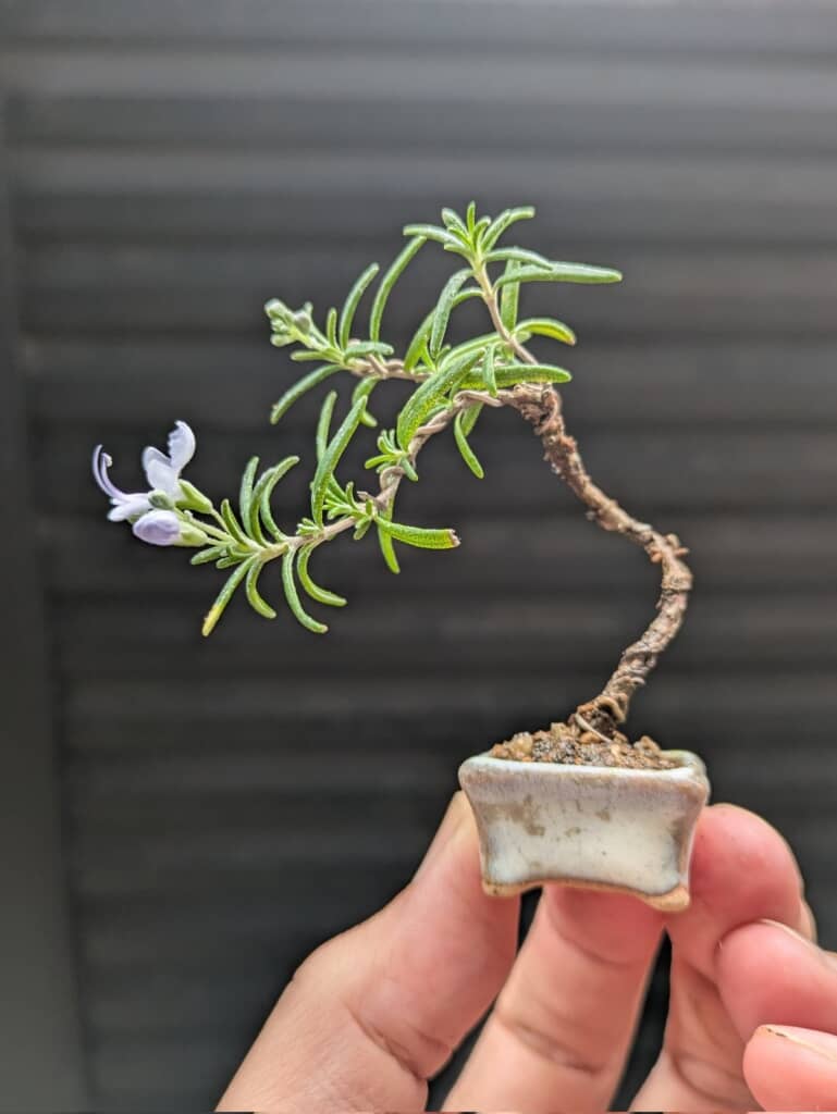 まさかのローズマリー！