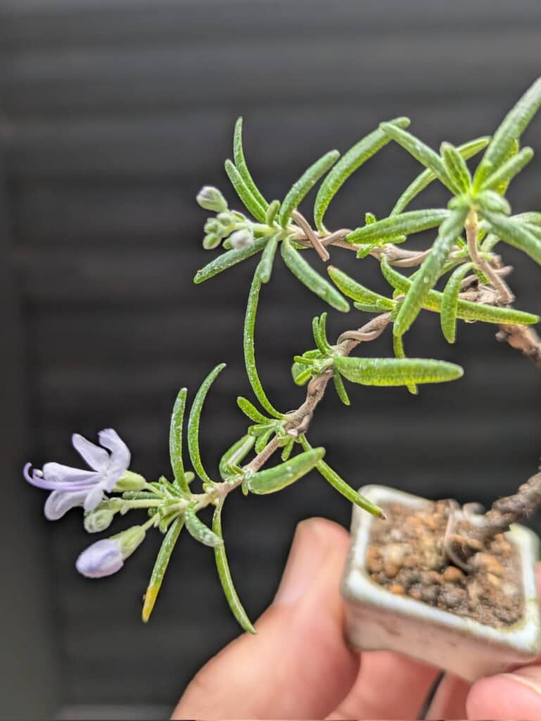 開花するし食べられて最強