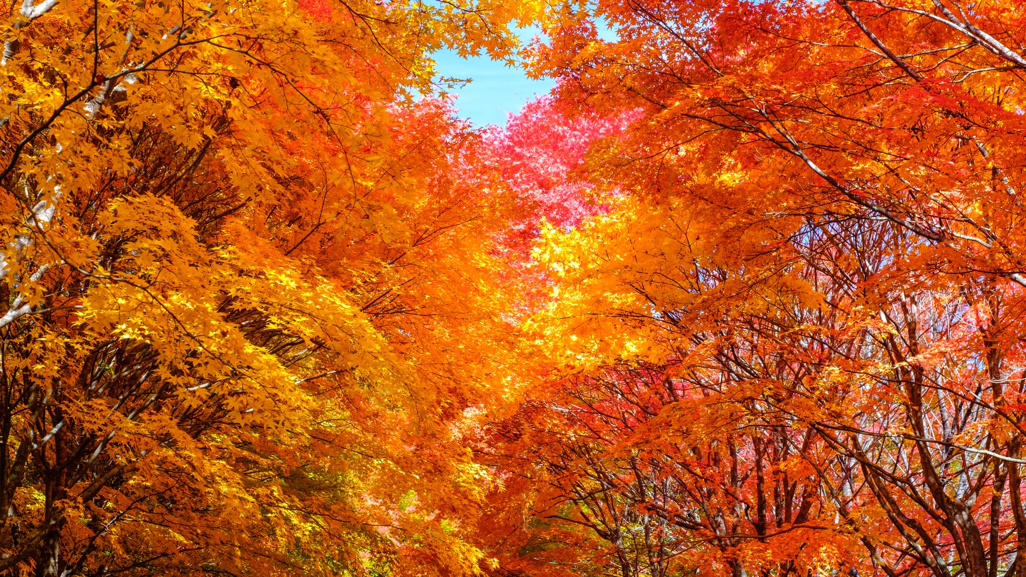 日本一だと思います」紅葉スポット“もみじ湖”の光景に「両側から覆い