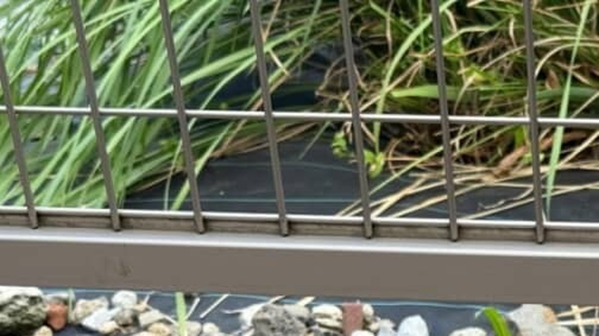 朝、庭をふと見たら……　“まんまジブリ映画”の光景に驚き「うらやまし〜！」「絶対来てましたね」（1/3） | ライフスタイル ねとらぼ