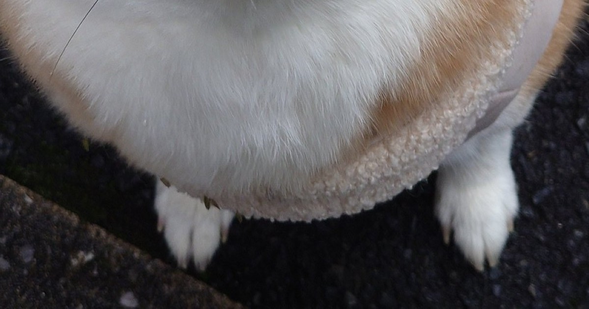 楽しい散歩になるはずが……「目wwww」　柴犬の飼い主、思わず二度見の表情が80万表示「これはお詫びしないと」（1/2） | 犬 ねとらぼ