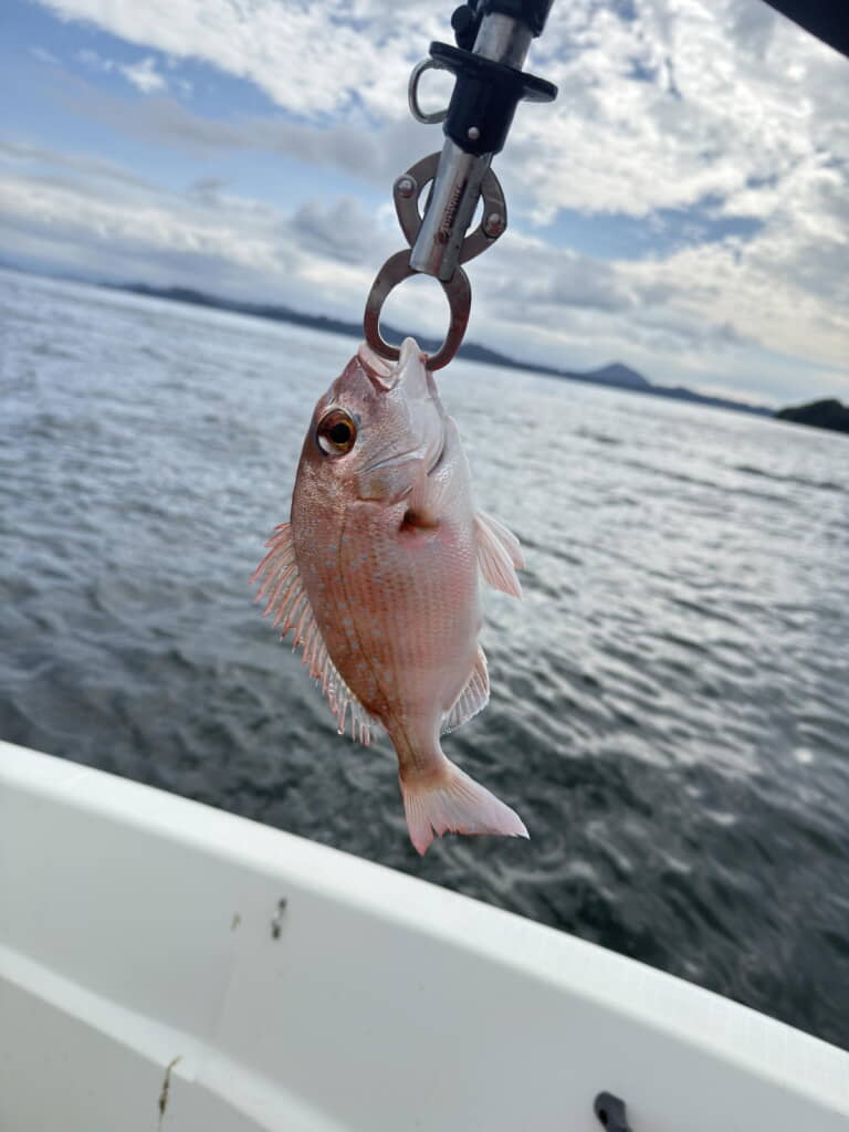 離乳食にぴったりなサイズ！