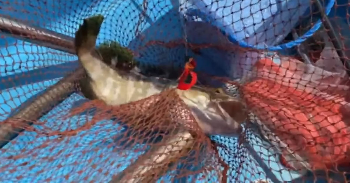 “幻の魚”が釣れた海→底まで潜ってみたら……　信じられない光景に「ワクワク！」「感動してしまった」（1/3） | その他生き物 ねとらぼ