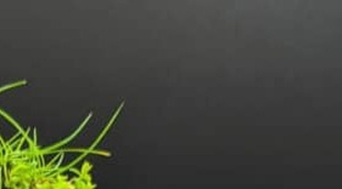 SNSで盆栽を披露→「凄ーい！！！」絶賛のワケは……　二度見必至で69万表示「どうなってるの！？」（1/3） | ライフスタイル ねとらぼ