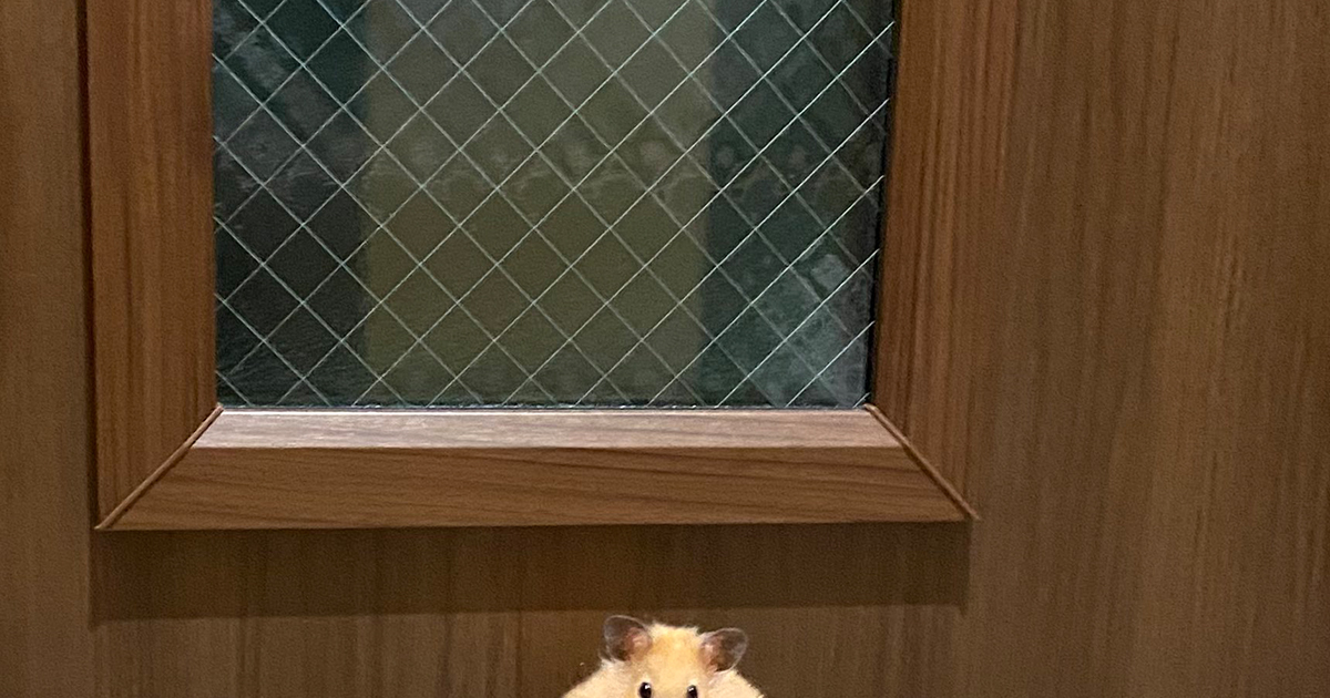 外に出せと訴えるハムスター→よく見ると……　誰が見ても“準備万端な姿”に「旅に出るの？」「覚悟決まってますね」（1/2） | 小動物 ねとらぼ