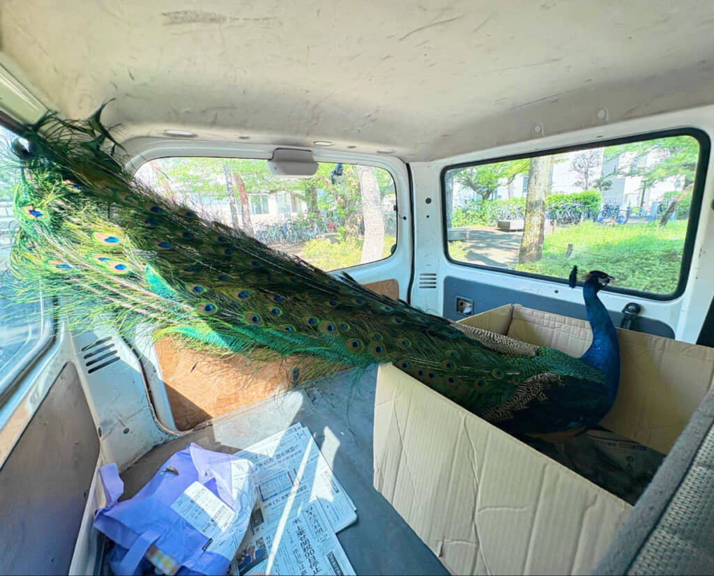 車の荷室に乗った姿にビックリ！