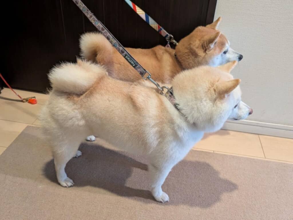 サイズ感が全く一緒の豆柴2匹