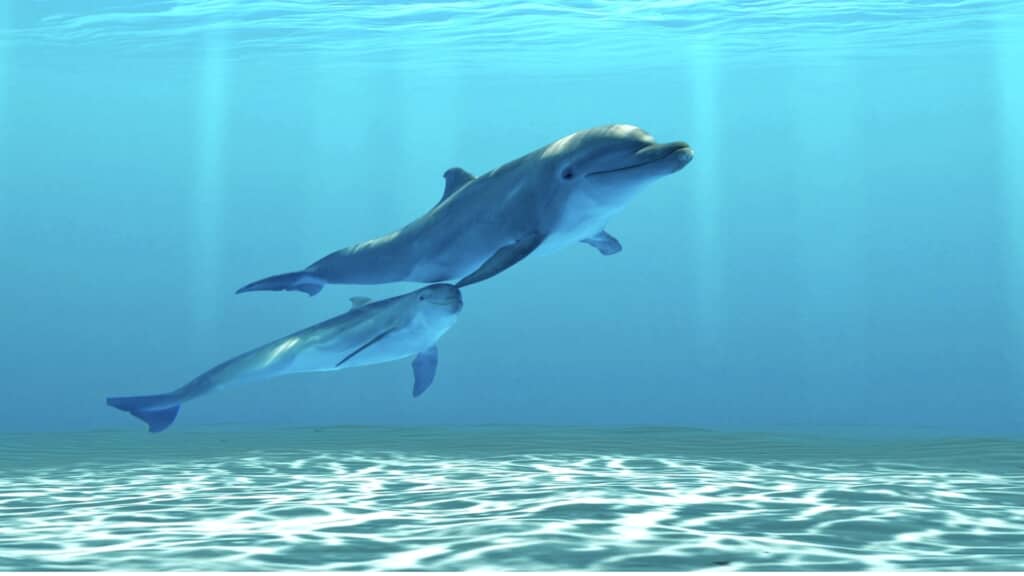 イルカの画像
