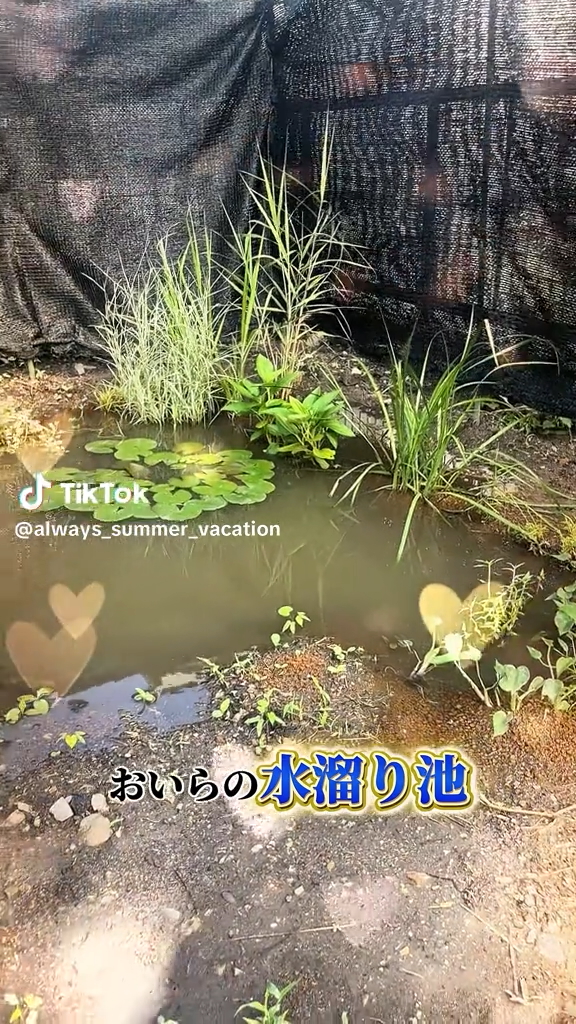 水溜まりと揶揄された池