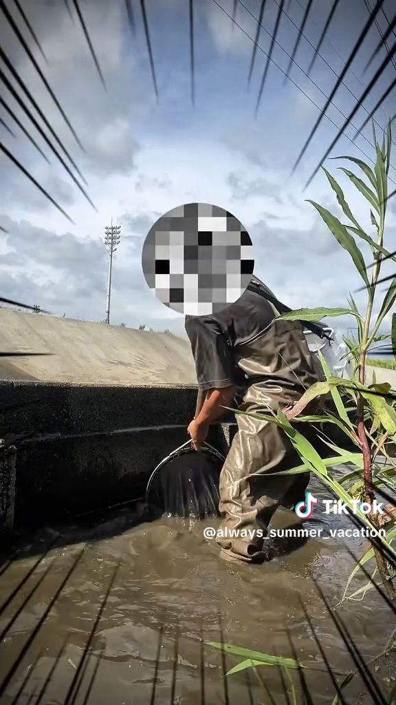 用水路でシジミを採集