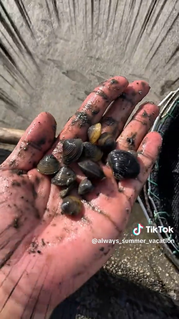 網ですくったシジミたち