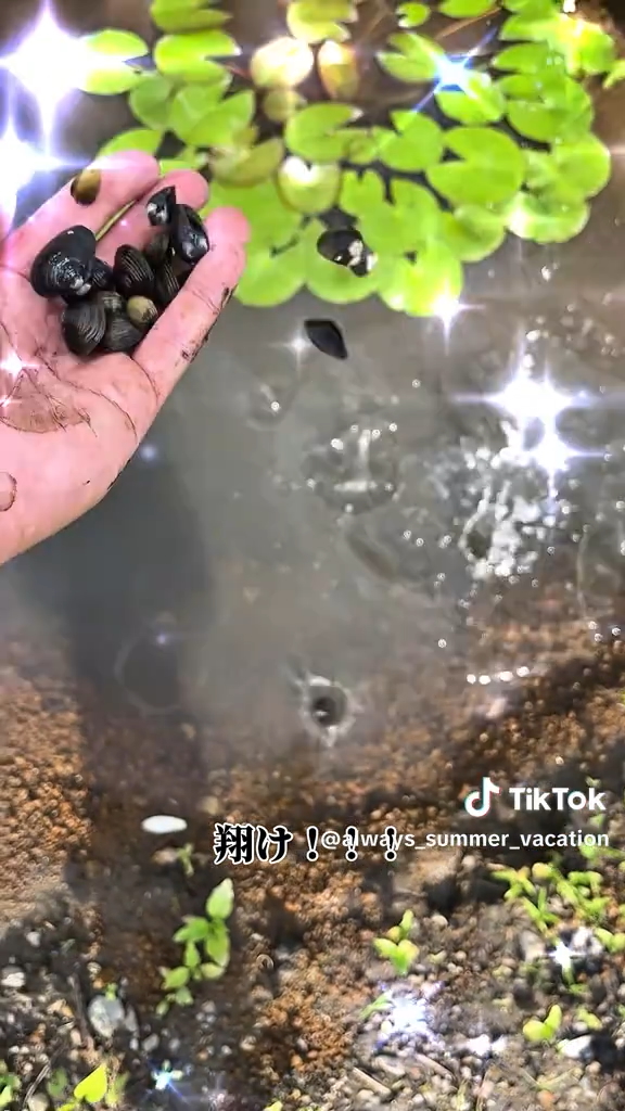 すべてのシジミを池へばらまく