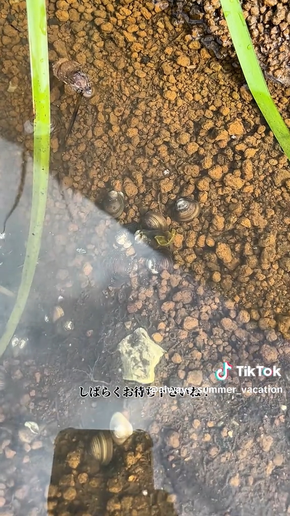 水底でたたずむシジミたち