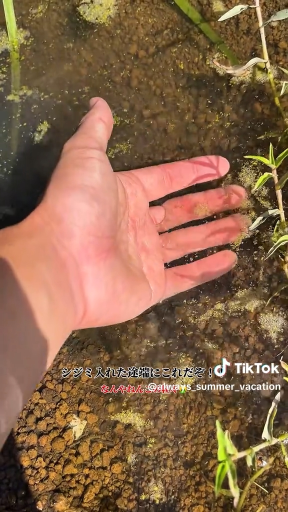 緑の粒々が大量に浮いている