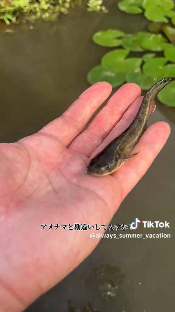 池に住むマナマズ