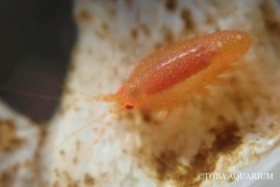 鳥羽水族館が採集した新種「チンボクウデナガヨコエビ」（写真提供：鳥羽水族館）
