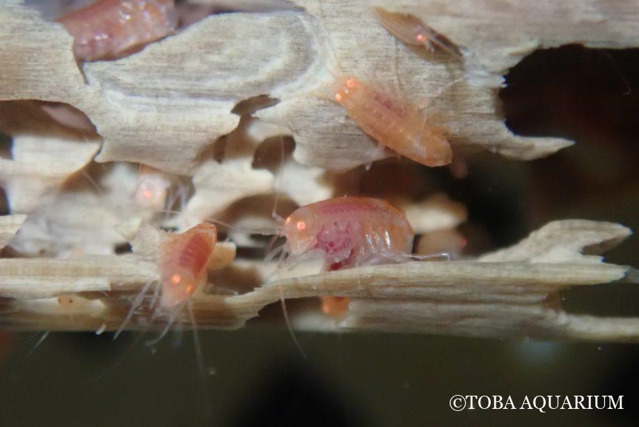 沈木の中で生活するチンボクウデナガヨコエビの群れ（写真提供：鳥羽水族館）